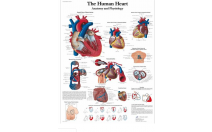 The human heart Chart